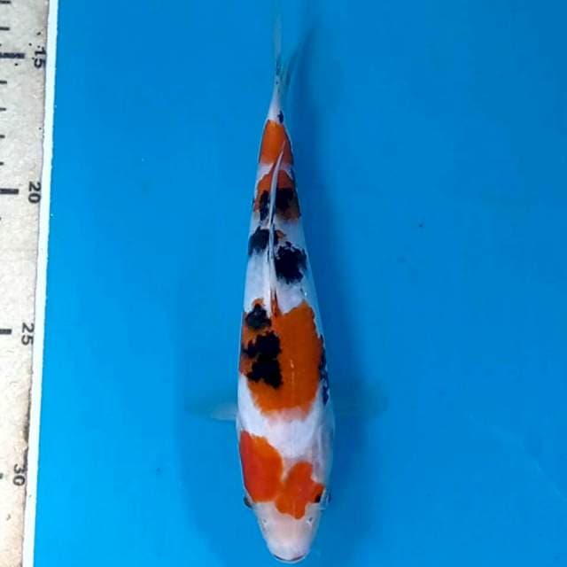 Sanke, 18 cm