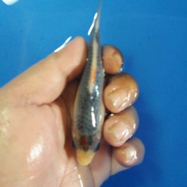 F1 asagi 13cm