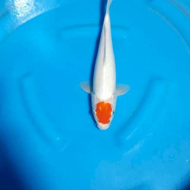 Tanco kohaku