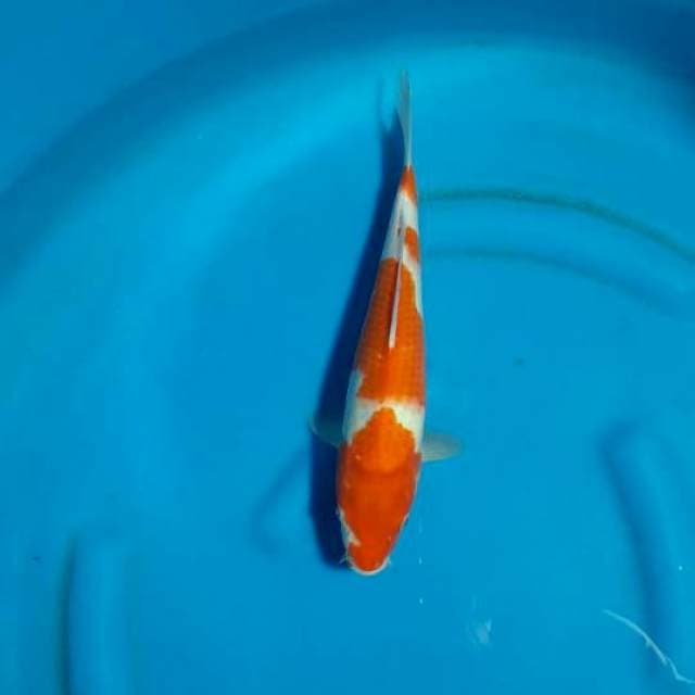 Kohaku