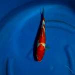 Kohaku