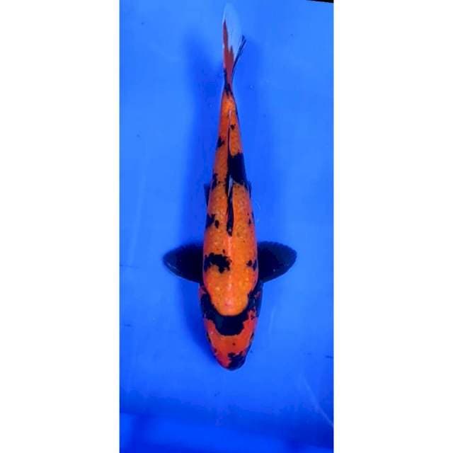 4. Utsuri -28cm - jantan