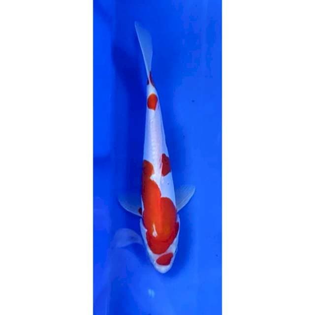 5. Kohaku -25cm - jantan