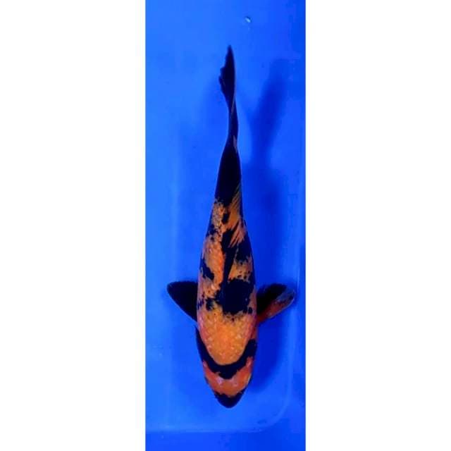 6. Utsuri -25cm
