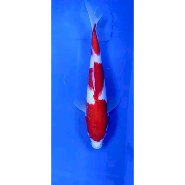 7. Kohaku -23cm