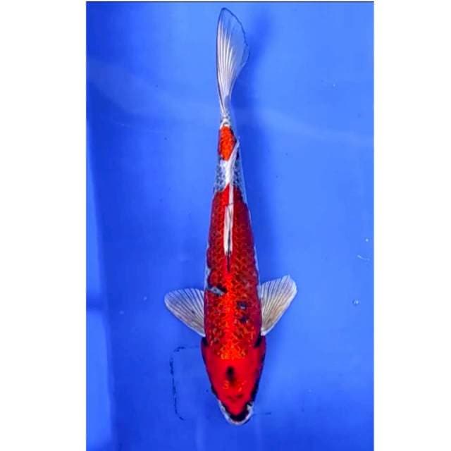 8. Goshiki -27cm - jantan
