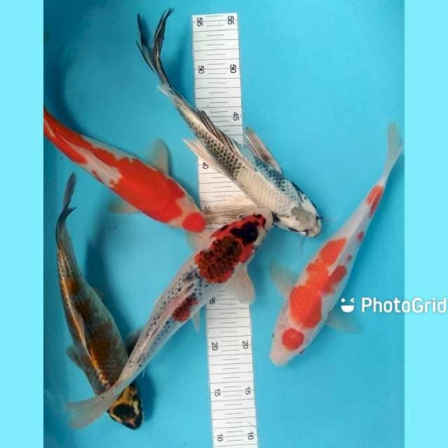 Mix 29-31cm