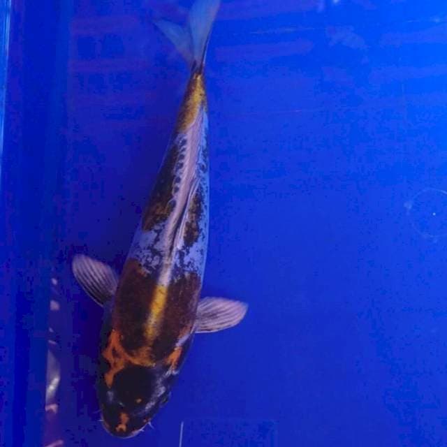Kiko doit 27 cm