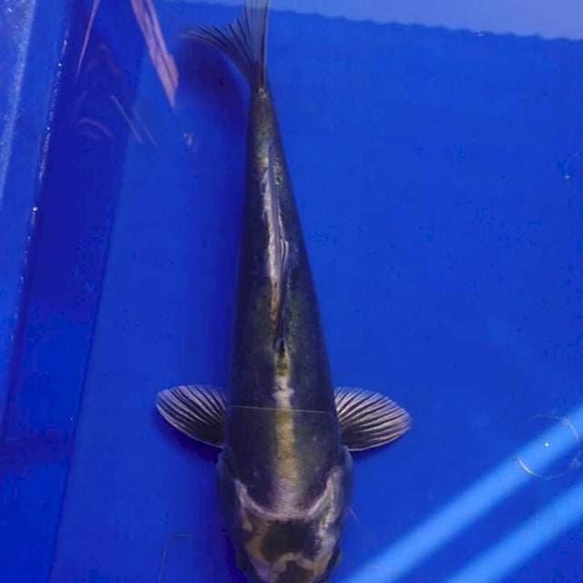 Antikan kiko 27 cm