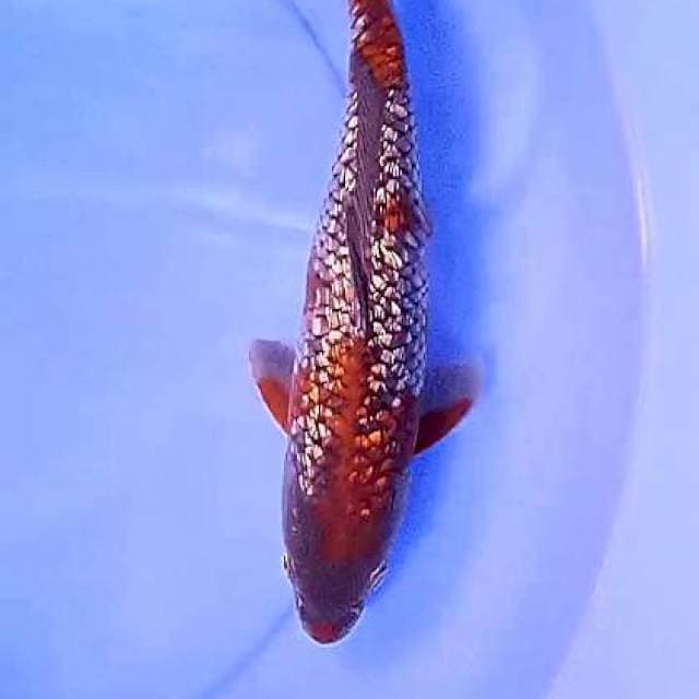 Ochigin 30 cm