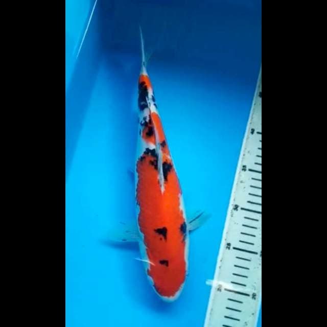 SANKE BULKY 33 Cm