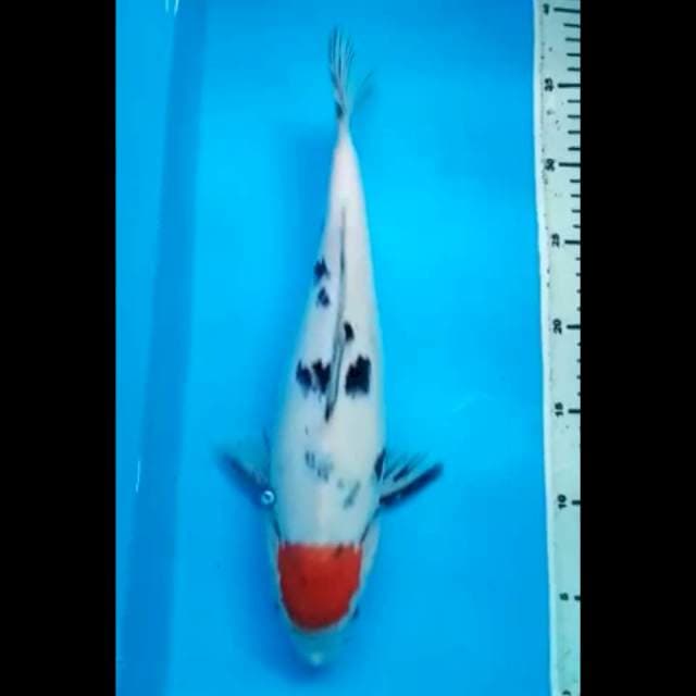 TANCHO SANKE 35 Cm