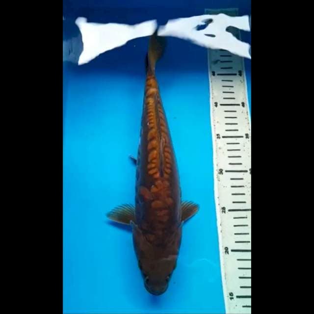 CHAGOI DOITSU ARAGOKE PUNUK 34 Cm