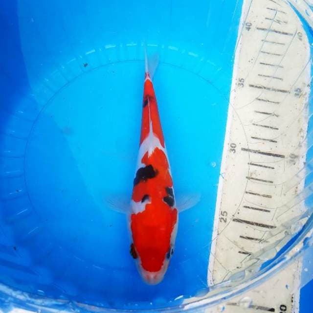 Baby sanke doitsu murni. 17 cm