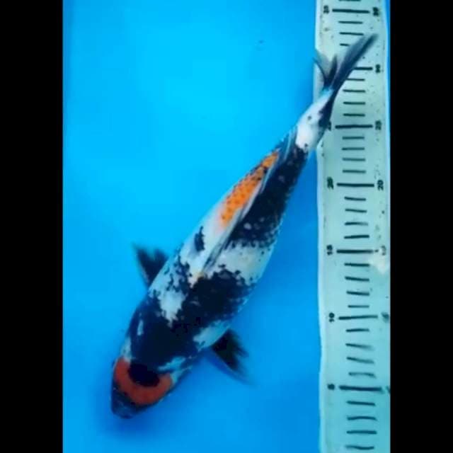 MARUTEN SHOWA BULKY 34 Cm