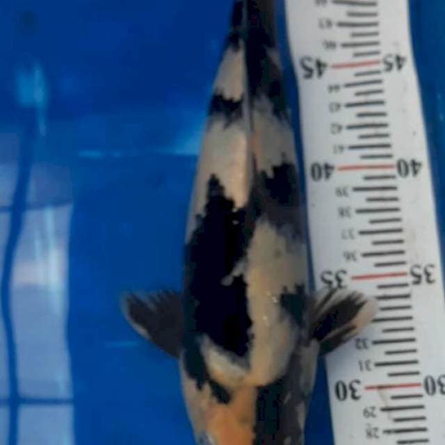 Shiro Bulky, 30cm