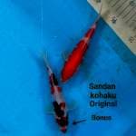 Sandan Kohaku Original