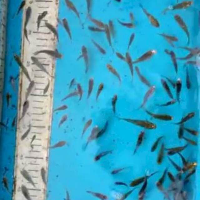 Showa goshiki 3 - 5 cm, 100 ekor