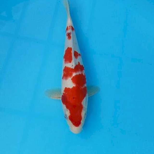 SANKE 31CM MALE
