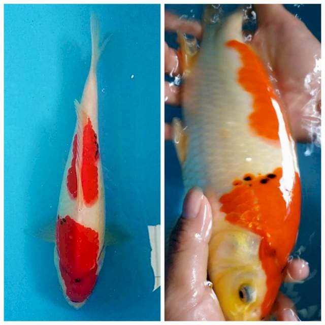 Showa strong 28cm