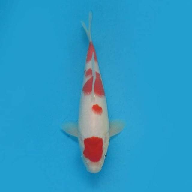 F1 maruten kohaku original ,, tosai 