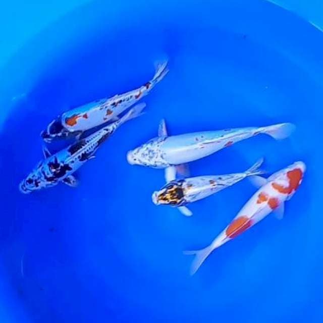 Mix koi