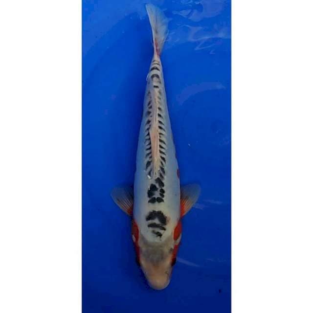 Shusui Ring Rapi 39cm (M)