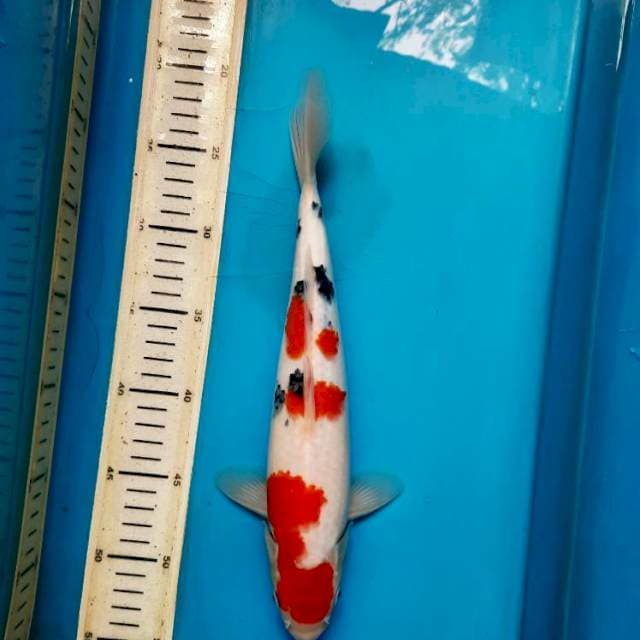 32cm Rose Sanke /F