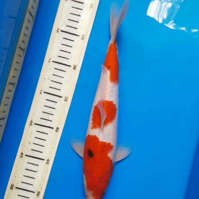 29cm tategoi sanke /F