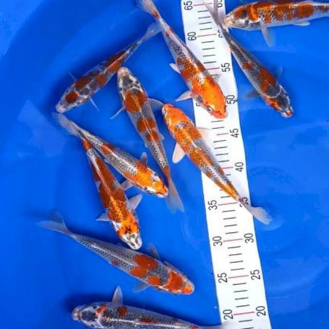 Kujaku/goshiki joss 20-25cm 11ekor 