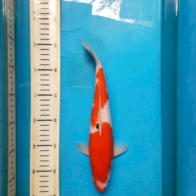 29cm tategoi sanke /M