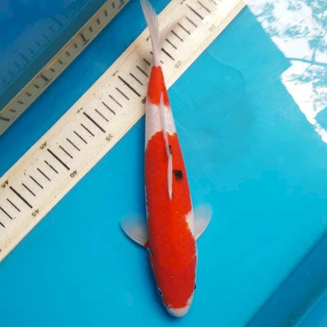 29cm sanke /M