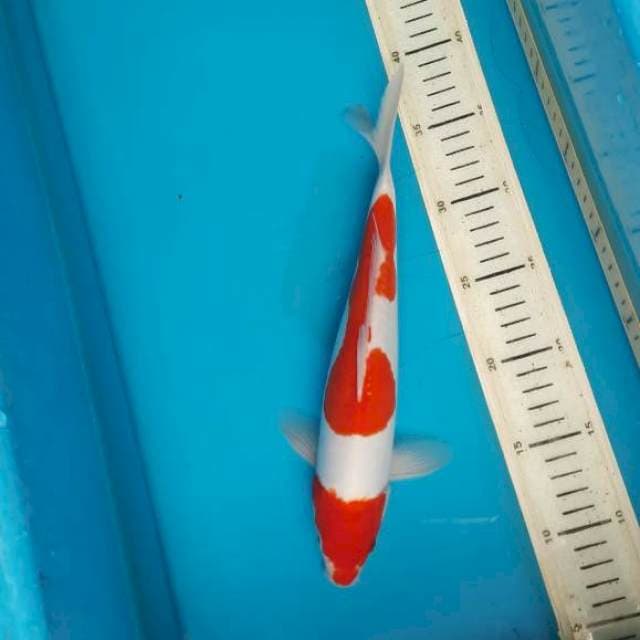 29cm doit kohaku/M