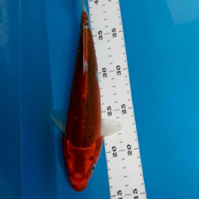 Matsuba 25cm