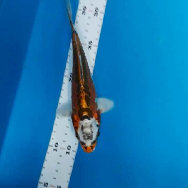 Mizuo 23cm