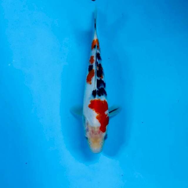 Sanke, 19 cm