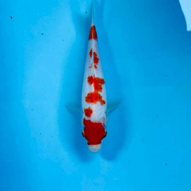 Kohaku, 22 cm