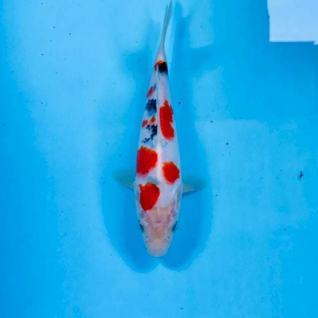 Sanke, 20 cm