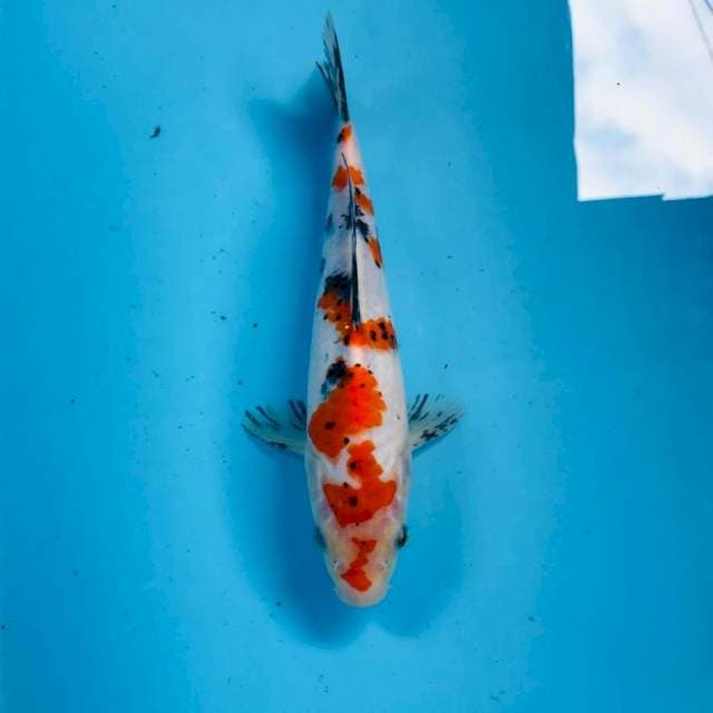 Sanke, 25 cm