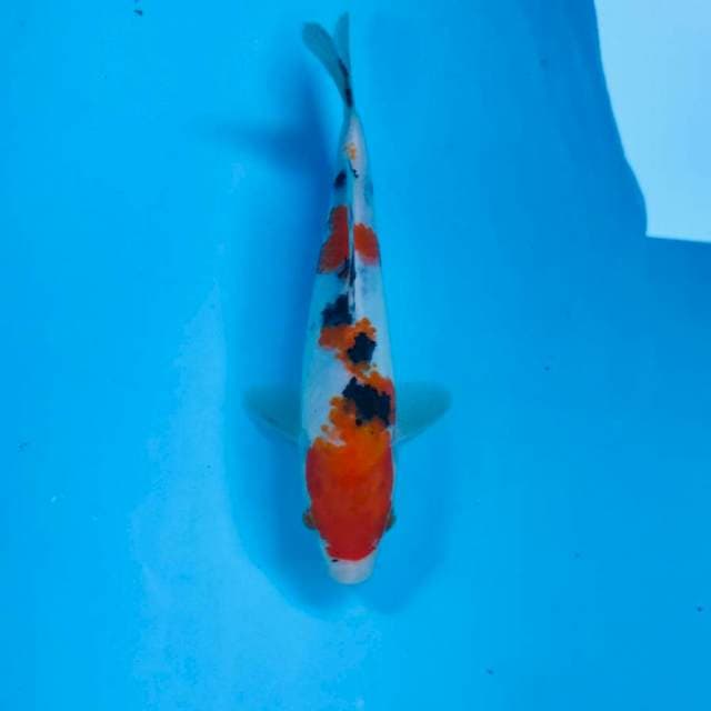 Sanke, 21 cm