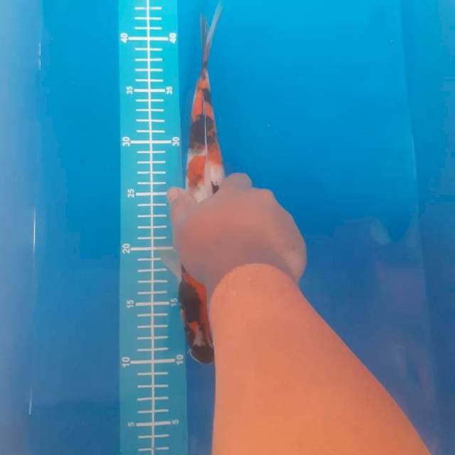 Showa 32cm