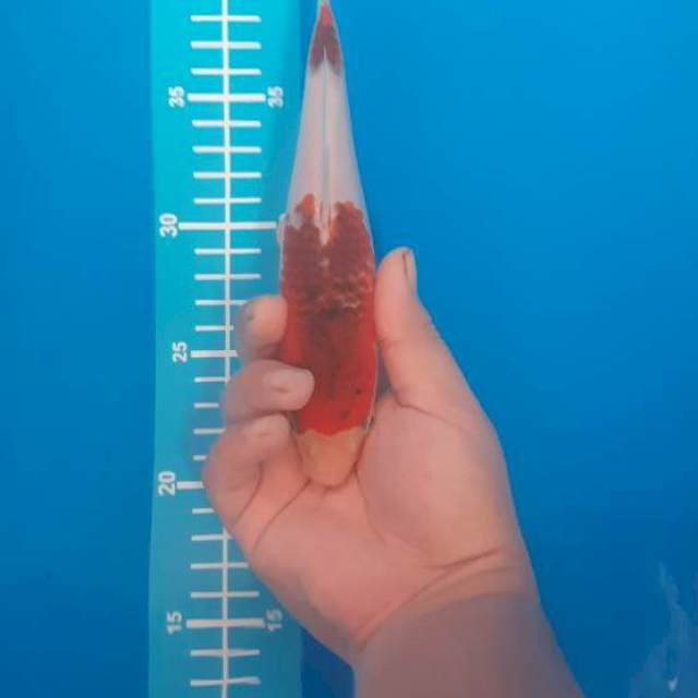 Goromo 24cm