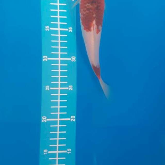Goromo 24cm