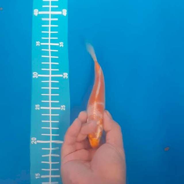 Hariwake minion 15cm