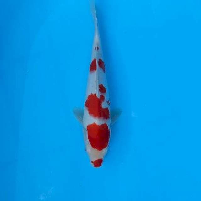 Kohaku kucibeni strong