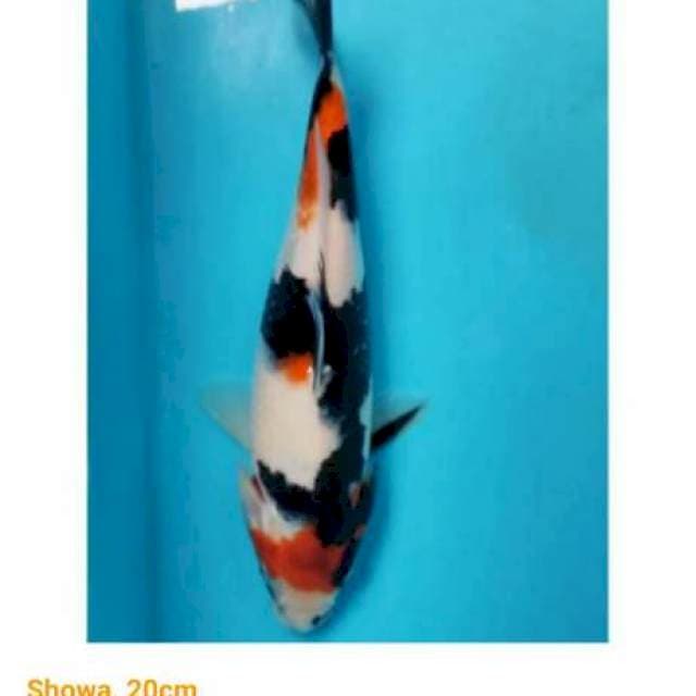 Showa pattern good