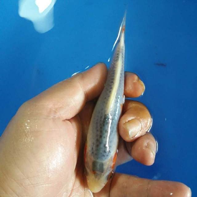 F1 asagi 14cm