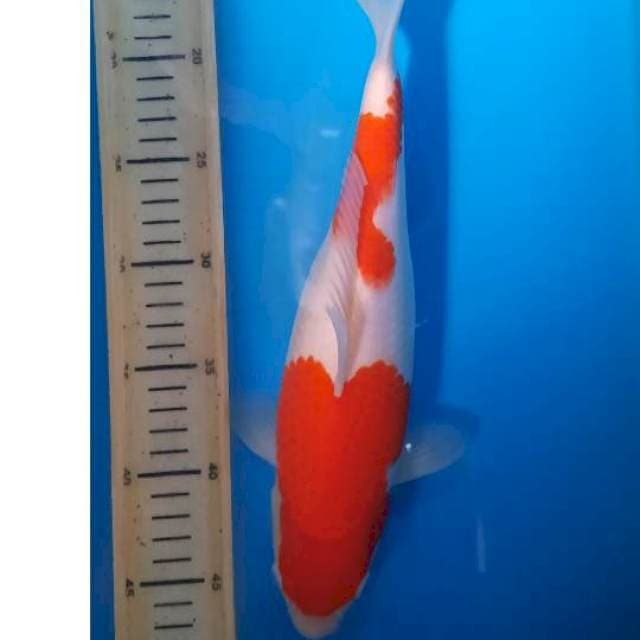 Kohaku 31cm