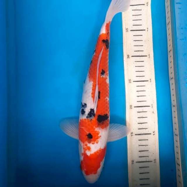 Kohaku sanke 36cm 