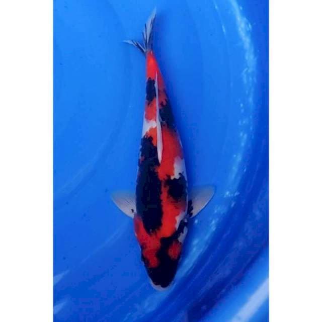 Showa Sanshoku Original Patern 32cm (M)